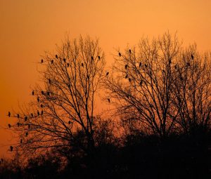 Alquiler de coches en Treviso