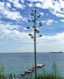Alquiler de coches en Tarento