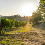 Las mejores regiones vinícolas para visitar en Italia