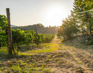 Las mejores regiones vinícolas para visitar en Italia