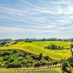 Los mejores viñedos y bodegas para visitar en la Toscana